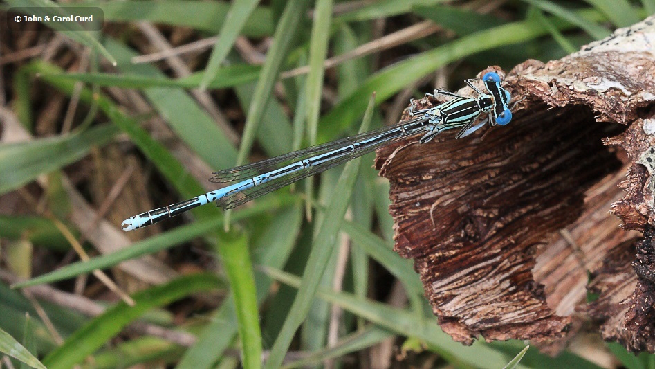 IMG_1532 Platycnemis pennipes male.JPG